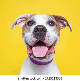 cute dog studio shot on an isolated background - Shutterstock ID 1725213568