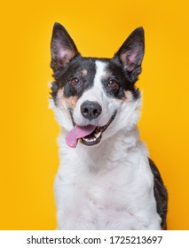 cute dog studio shot on an isolated background