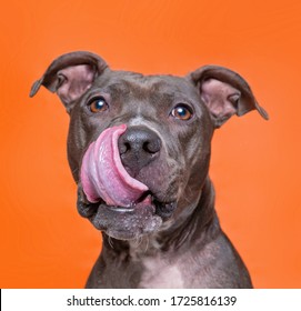 Cute Dog Studio Shot On An Isolated Background