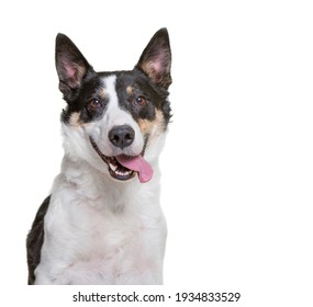 Cute Dog Studio Shot On An Isolated White Background