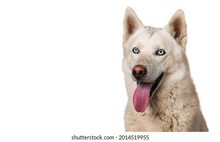 cute dog studio shot on a white background - Shutterstock ID 2014519955