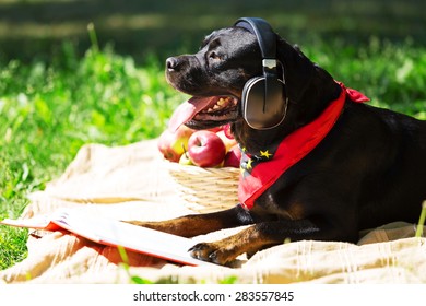 Cute dog in summer park wearing headphones