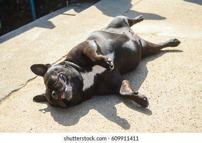 Cute Dog Sunbathing 