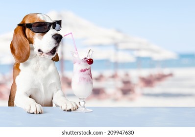 Cute Dog In Sunglasses Drink Cocktail In  Bar On A Beach