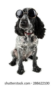 Cute Dog With Sunglasses Isolated On White Background