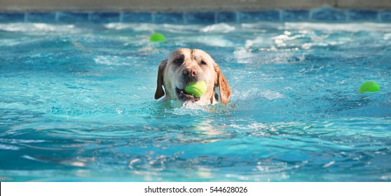 Cute Dog Swimming In Large Pool With Yellow Tennis Ball In His Mouth