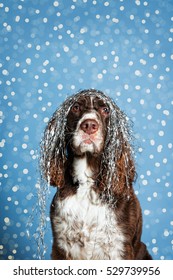 Cute Dog With Tangled Christmas Tinsel On Her Head