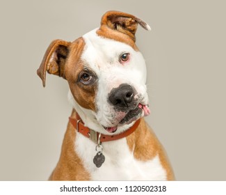 Cute Dog Tilted Head Stock Photo 1120502318 | Shutterstock