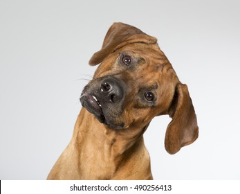 Cute dog is tilting head funny. The dog breed is Rhodesian dog. Image taken in a studio.