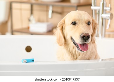 Cute dog with tooth brush in bathroom - Shutterstock ID 2010947537