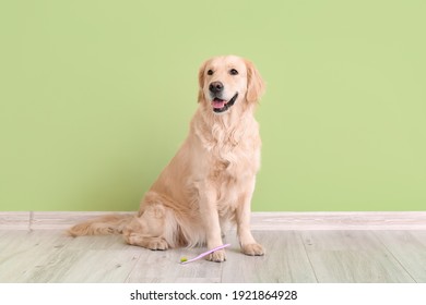 Cute Dog With Tooth Brush Near Color Wall