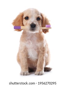 Cute Dog With Toothbrush On White Background