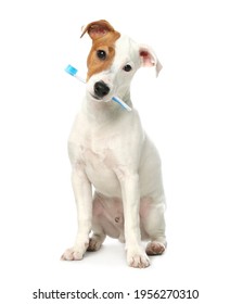 Cute Dog With Toothbrush On White Background