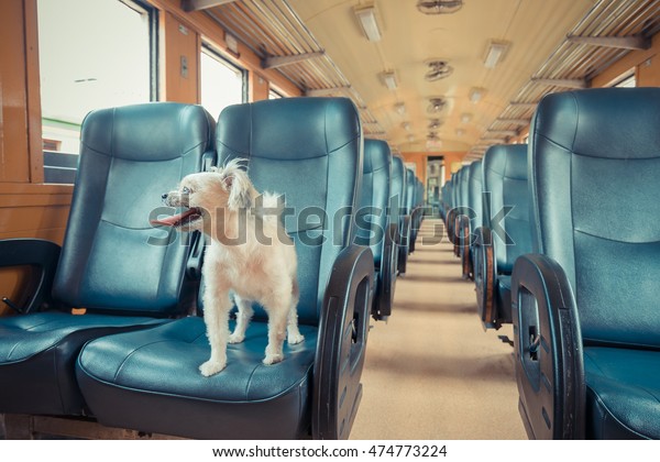 Cute Dog Travel By Vintage Railway Stock Photo Edit Now 474773224