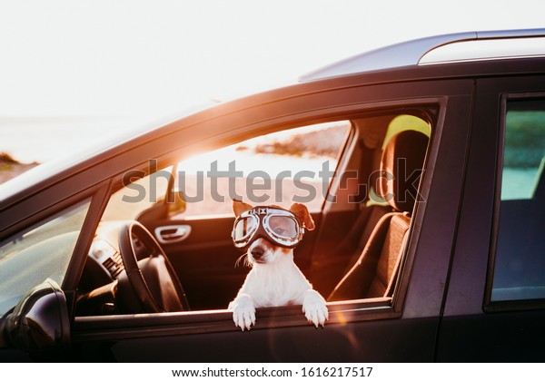 cute dog traveling in a car wearing vintage\
goggles at sunset