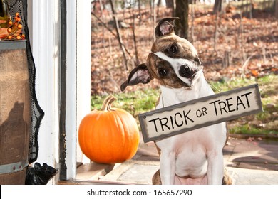 Cute Dog Trick Or Treating