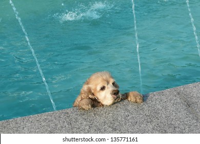 Cute Dog Trying To Get Out Of A Swimming Pool