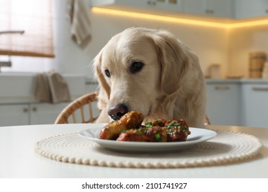 Cute Dog Trying To Steal Fried Meat From Table In Kitchen