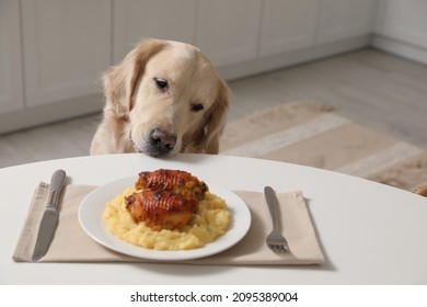 Cute Dog Trying To Steal Owner's Food From Table In Kitchen