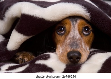 Cute Dog Is Tucked In