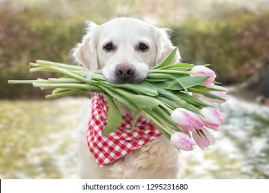 Dog Flowers High Res Stock Images Shutterstock