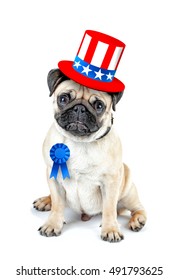 Cute dog with Uncle Sam hat and award ribbon on white background. USA holiday concept.