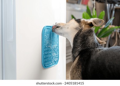 cute dog using lick mat attached to the fridge for eating food slowly. snack mat, licking mat for cats and dogs