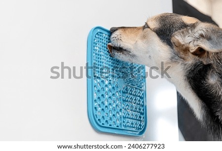 cute dog using lick mat attached to the fridge for eating food slowly. snack mat, licking mat for cats and dogs