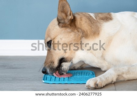 cute dog using lick mat for eating food slowly. snack mat, licking mat for cats and dogs