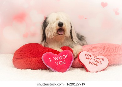 Cute Dog Valentine Photos With Props And Words