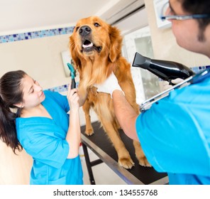 Cute dog at the vet being groomed with a hairdryer