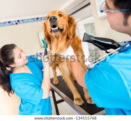 Similar – Image, Stock Photo cute golden retriever dog at home holding a blueberry on his snout. adorable obedient pet. Home, indoors and lifestyle