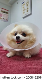 Cute Dog In Vet Exam Room