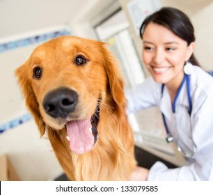 Cute Dog At The Vet Getting A Checkup