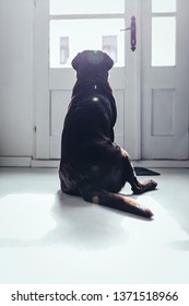 Cute Dog Waiting For His Owner To Come