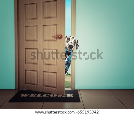Cute dog waiting near the door with leather leash, ready to go for a walk with his owner