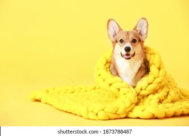 Cute Dog With Warm Blanket On Color Background