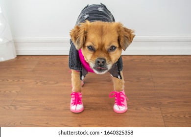 dog clothes and shoes