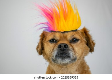 Cute dog wearing colorful wig hair