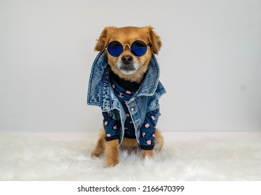 Cute dog wearing denim vest and sunglasses