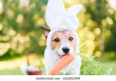 Cute Dog Wearing Easter Bunny's Ears Fetches Large Fresh Carrot