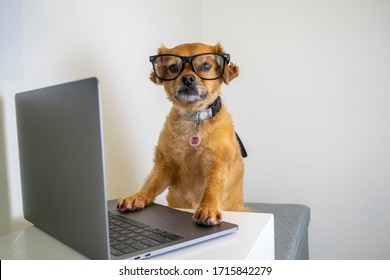 Cute Dog Wearing Glasses And Working On Computer Laptop