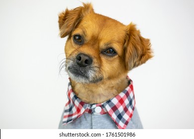 Cute Dog Wearing Grey Preppy Sweater