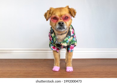 Cute Dog Wearing Hawaiian Shirt Sunglasses And Shoes