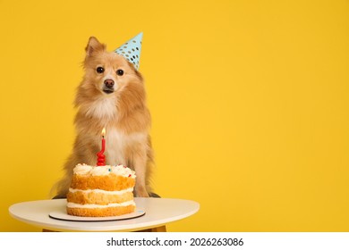 Perro lindo con sombrero