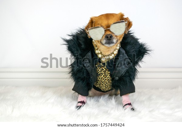 Cute dog\
wearing posh fancy outfit and\
sunglasses