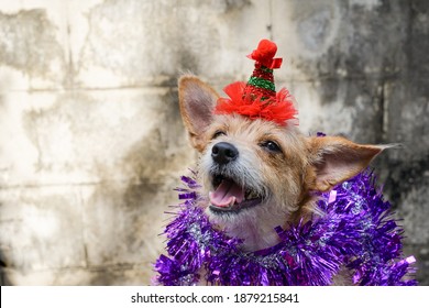 Cute Dog Wearing A Red Hat,Chrismas And Holiday Concept.