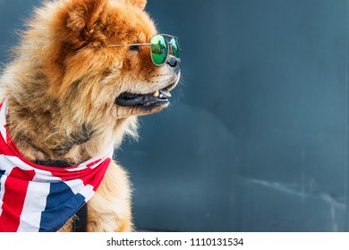 イギリス 犬 High Res Stock Images Shutterstock