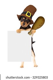 Cute Dog Wearing Thanksgiving Pilgrim Hat Holding A Big Turkey Leg And A Blank Sign To Enter Your Marketing Message Onto