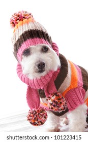 Cute Dog Wearing A Warm Knitted Beanie, Turtleneck Sweater And Matching Scarf In Bold Striped Colours.